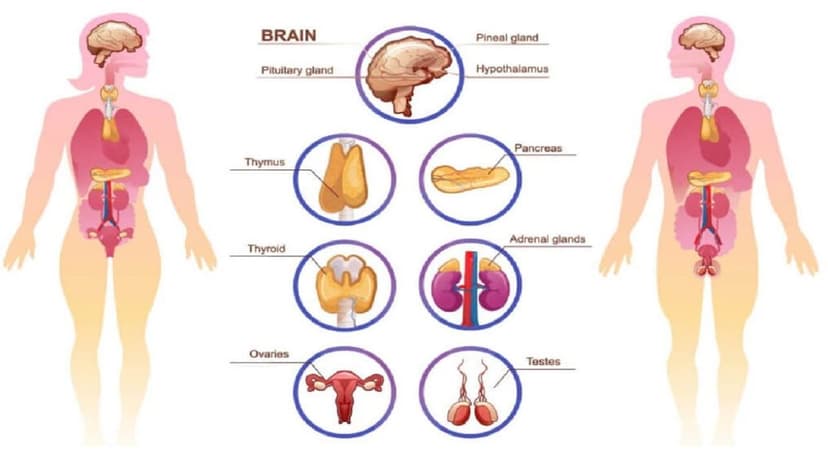 Bị suy tuyến yên có con được không?
