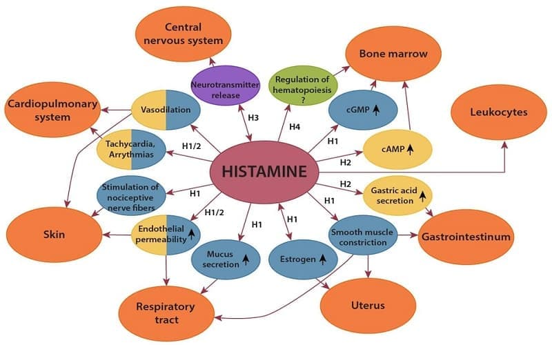 thuốc kháng histamin trị viêm mũi dị ứng
