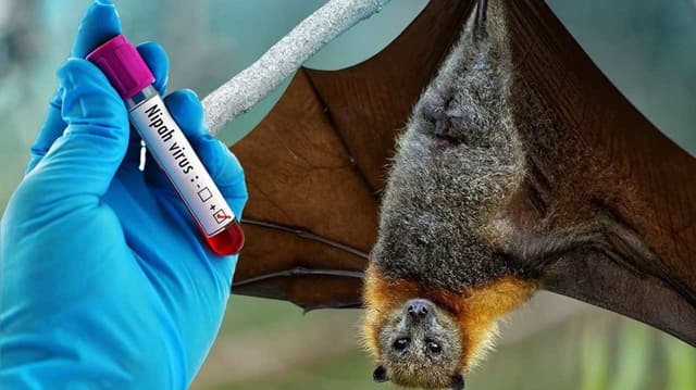 Nguồn gốc virus Nipah Ấn Độ, lây qua đường nào?
