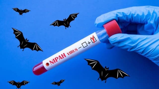 Đặc tính virus Nipah, độc lực cao thế nào?