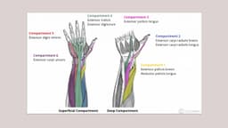 Giải phẫu gân duỗi cổ tay: cấu trúc, chức năng và ứng dụng lâm sàng