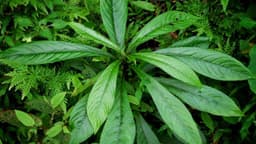 Ăn lá xương sông có mất sữa không?