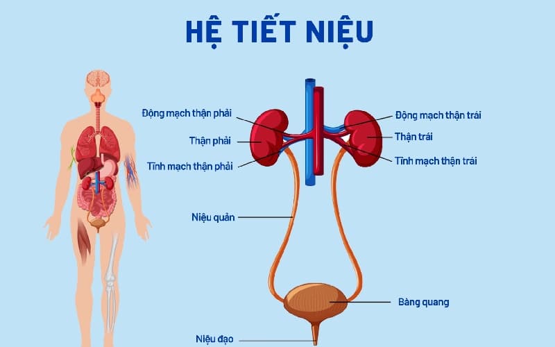 uống nước bao lâu thì xuống bàng quang