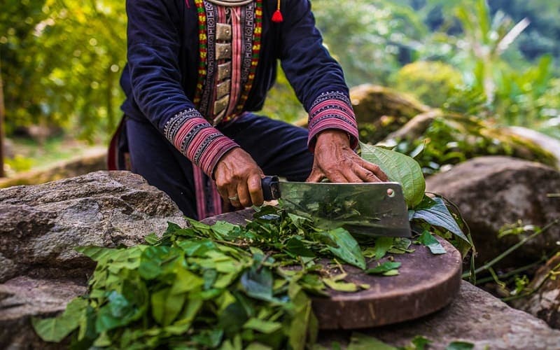 cây thuốc nam chữa bệnh rối loạn tiêu hóa