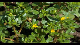 Các cây thuốc Nam chữa bệnh rối loạn tiêu hóa