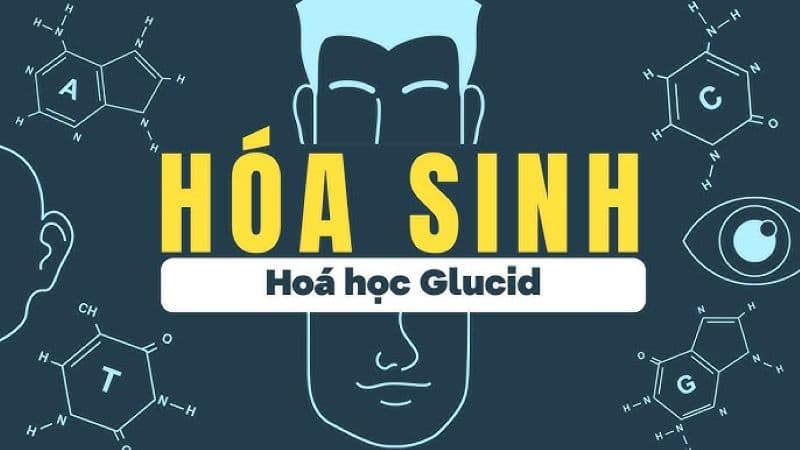chuyển hóa glucid