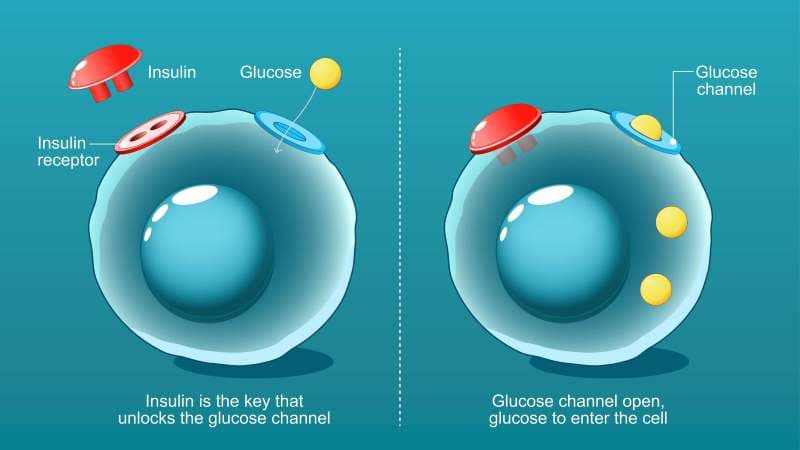 chuyển hóa glucid