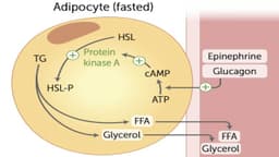 Chuyển hóa mỡ thành năng lượng như thế nào?