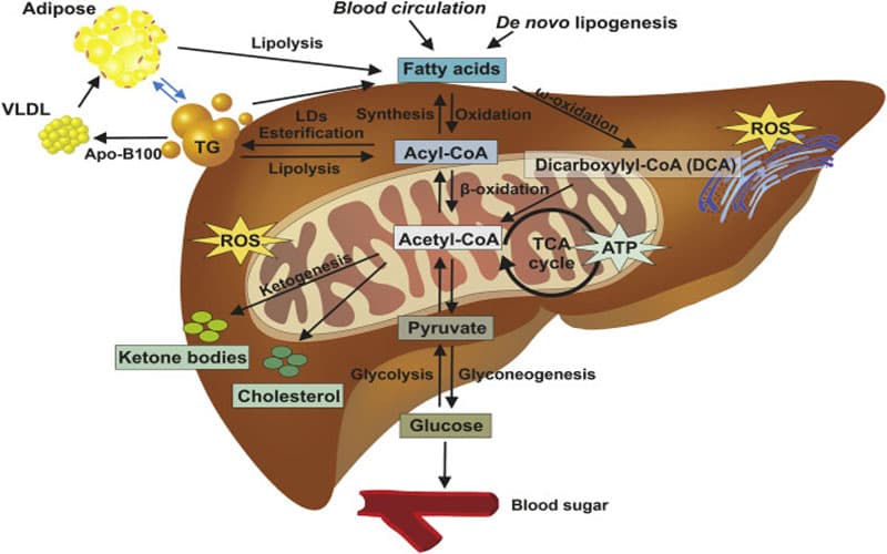 chuyển hóa mỡ thành năng lượng