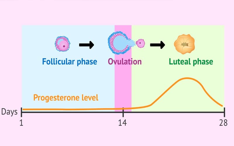 rối loạn tiêu hóa sau chuyển phôi
