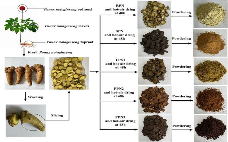 polyp đại tràng uống tam thất được không