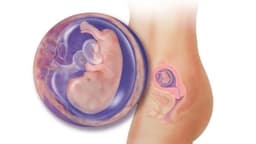 Chỉ số đường kính lưỡng đỉnh theo tuổi thai