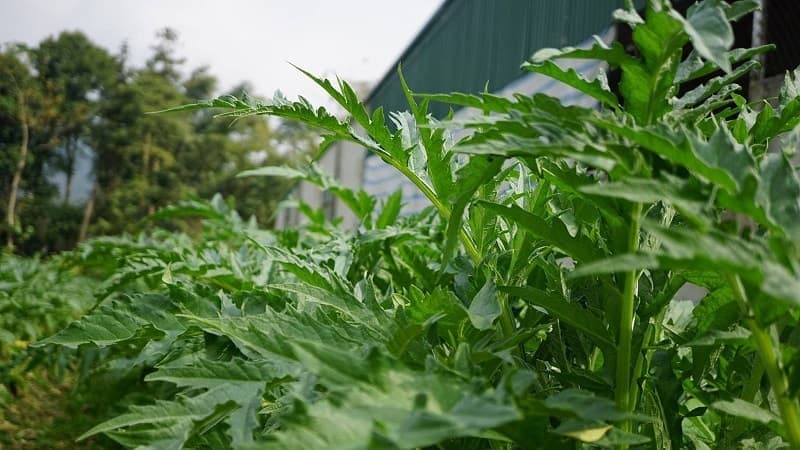 cây thuốc nam chữa bệnh rối loạn tiêu hóa