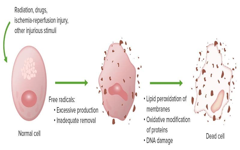 tổn thương cơ bản của tế bào và mô