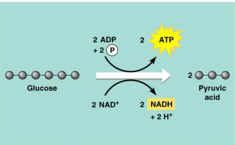 quá trình chuyển hóa glucose trong cơ thể