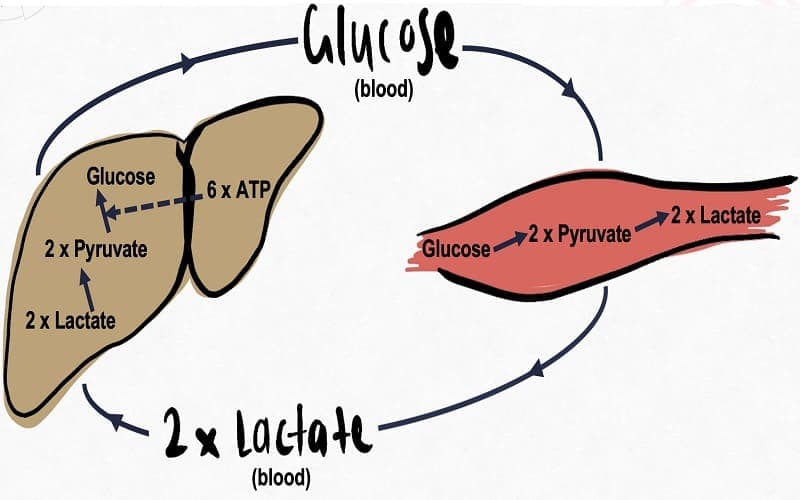 rối loạn chuyển hóa pyruvate và tân tạo glucose