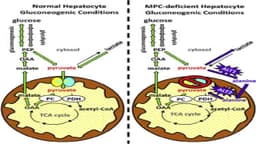 Rối loạn chuyển hóa pyruvate và tân tạo glucose