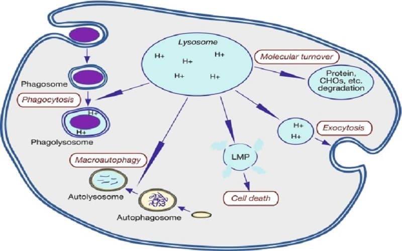 rối loạn chuyển hóa sphingolipid là gì