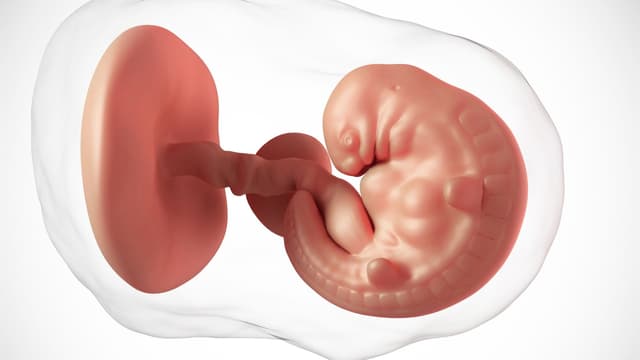 Thông tin về sự phát triển của thai nhi 6 tuần tuổi