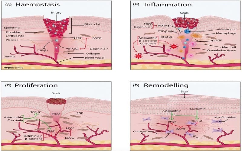 tổn thương cơ bản của tế bào và mô