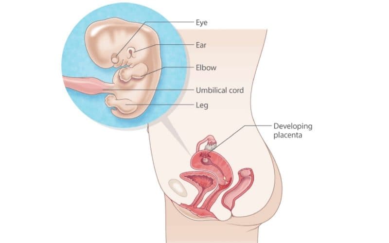 thai nhi 9 tuần tuổi phát triển như thế nào