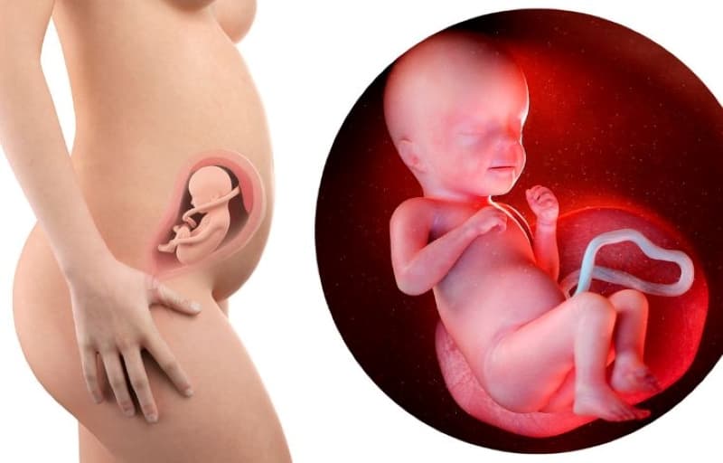 thai nhi 16 tuần tuổi phát triển như thế nào