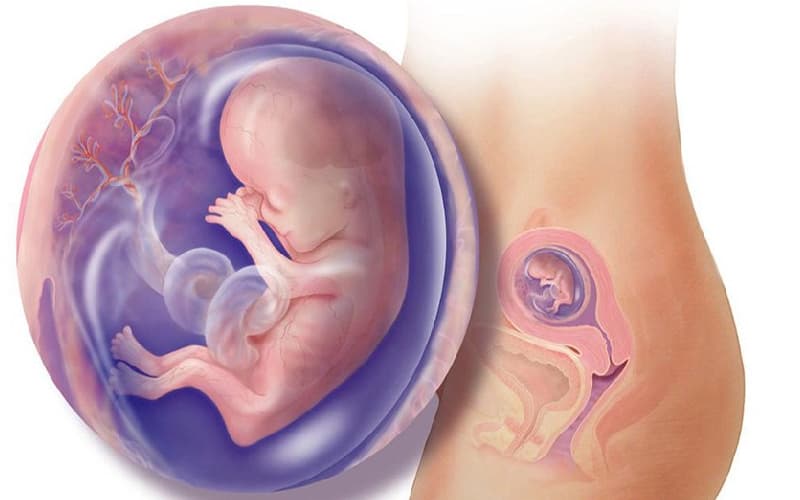 thai nhi 26 tuần tuổi phát triển như thế nào