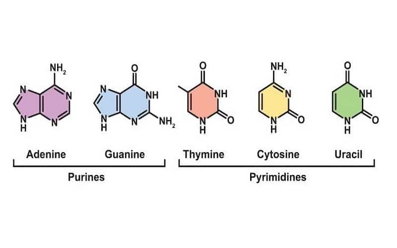 rối loạn chuyển hoá purine và pyrimidine