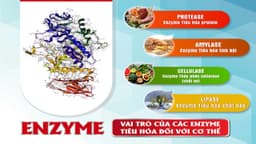 Vai trò của enzyme trong quá trình chuyển hóa của cơ thể