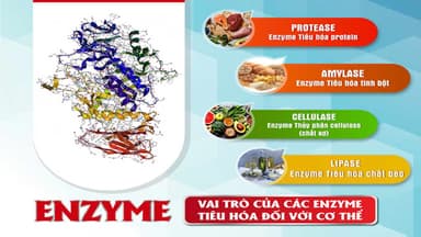 Vai trò của enzyme trong quá trình chuyển hóa của cơ thể