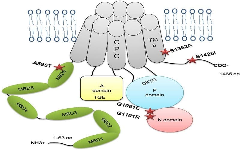 rối loạn chuyển hóa đồng bệnh wilson dị hợp