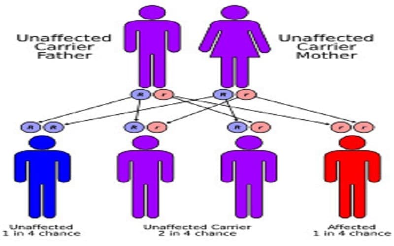 rối loạn chuyển hóa đồng bệnh wilson dị hợp