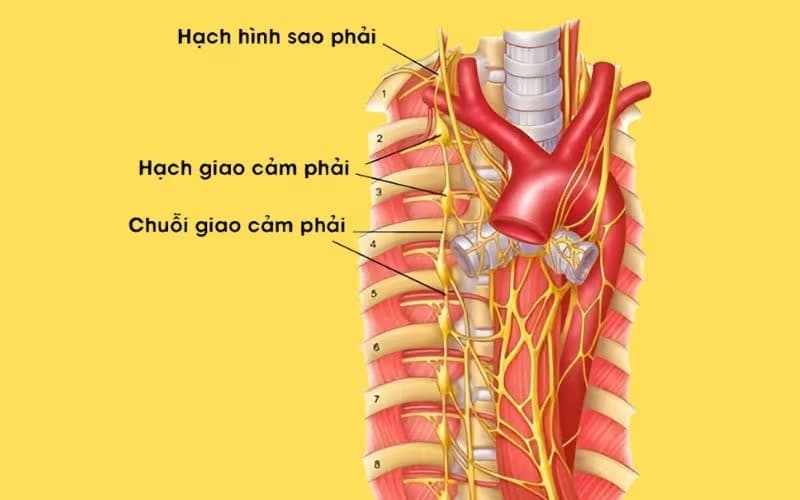 hạch giao cảm là gì
