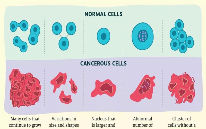 so sánh tế bào thường và tế bào ung thư