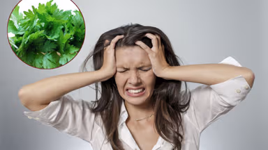 Chườm ngải cứu chữa đau đầu được không? Cách dùng đúng và hiệu quả theo Y học cổ truyền