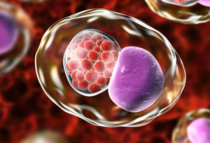 bệnh chlamydia có chữa khỏi được không