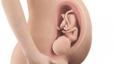 Chiều dài xương đùi của thai nhi 37 tuần