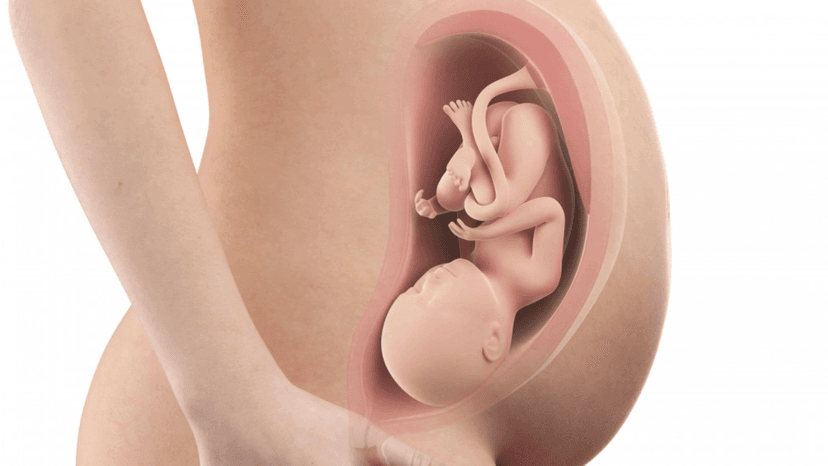 Chiều dài xương đùi của thai nhi 37 tuần