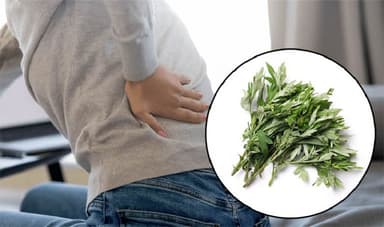 Chườm ngải cứu chữa đau lưng được không?