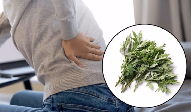 Chườm ngải cứu chữa đau lưng được không?