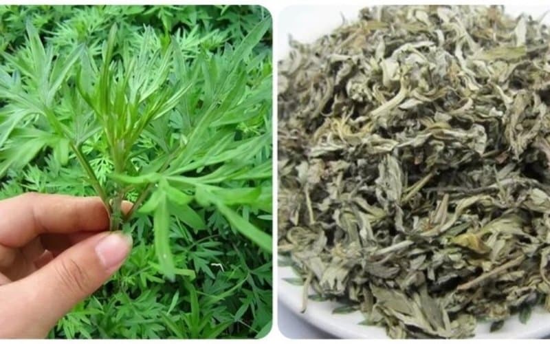 hướng dẫn cách chườm ngải cứu