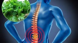 Thoát vị đĩa đệm chườm ngải cứu được không và cách thực hiện đúng để giảm đau