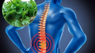 Thoát vị đĩa đệm chườm ngải cứu được không và cách thực hiện đúng để giảm đau