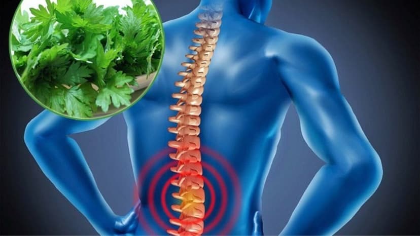 Thoát vị đĩa đệm chườm ngải cứu được không và cách thực hiện đúng để giảm đau