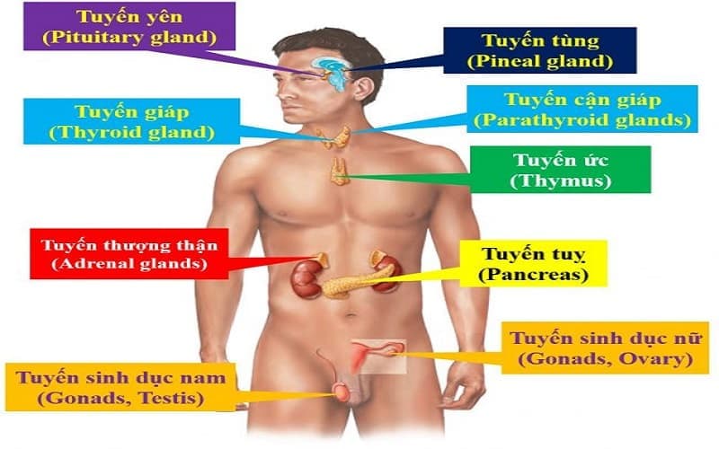 khám nội tiết nam