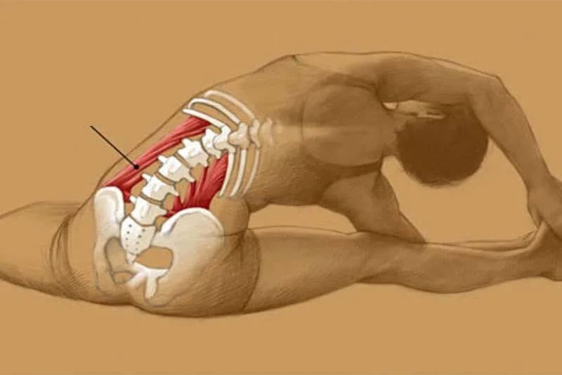 Cơ vuông thắt lưng đóng vai trò quan trọng trong sự ổn định của cột sống.