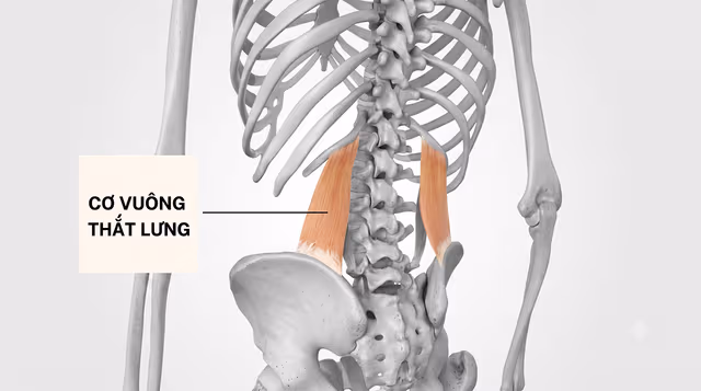 Đau cơ vuông thắt lưng: Nguyên nhân, triệu chứng và giải pháp toàn diện