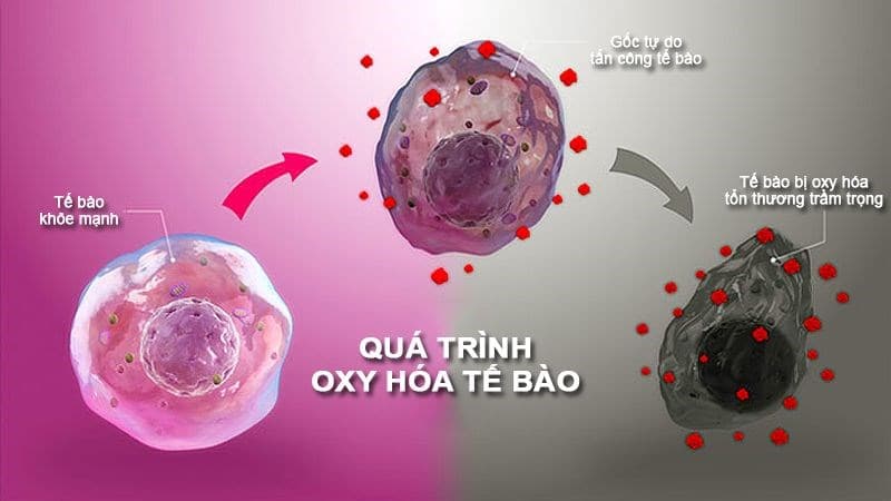 chất chống oxy hóa là gì