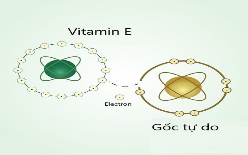 cơ chế chống oxy hóa của vitamin e
