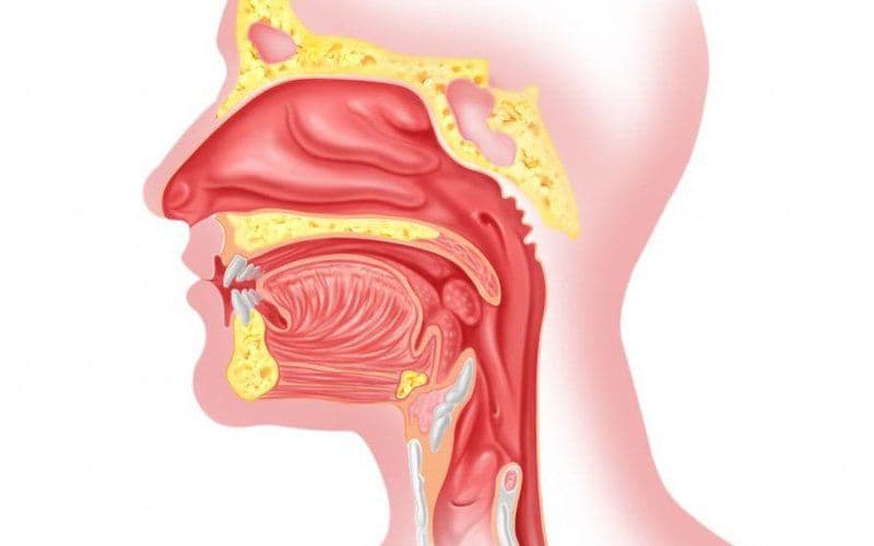 Tai, mũi và họng có cấu tạo giải phẫu liên quan đến nhau